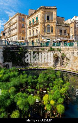 Fonte Aretusa, Siracuse. The Fountain of Arethusa (Fonte Aretusa), is a natural spring on the island of Ortygia (Ortiga) in the historical centre of S Stock Photo