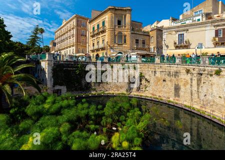 Fonte Aretusa, Siracuse. The Fountain of Arethusa (Fonte Aretusa), is a natural spring on the island of Ortygia (Ortiga) in the historical centre of S Stock Photo