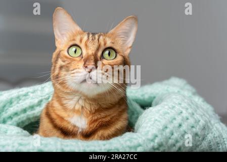 The domestic cat lies on the bed, wrapped in a sweater. Stock Photo