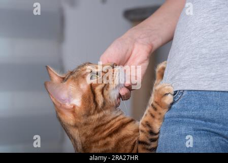 A domestic cat, resting its front paws on its mistress, looks at her lovingly. Stock Photo