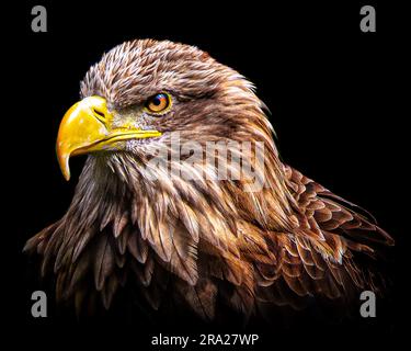 White Tailed Eagle Welsh Mountain Zoo COLWYN BAY, WALES INCREDIBLE IMAGERY eye-to-eye with birds of prey have been captured.Images show close up portr Stock Photo