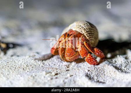 Strawberry hermit crab (Coenobita perlatus), Lady Elliot Island, Queensland Australia Stock Photo