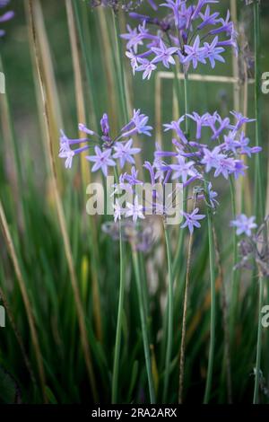 Flowers of a Tulbaghia violacea Stock Photo
