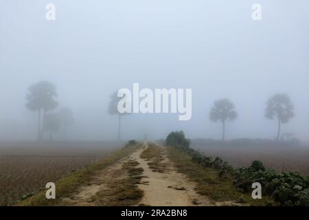 path with palm trees either side Stock Photo - Alamy
