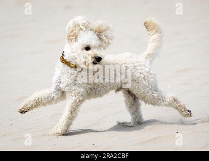 30th June 2023. The Hague, Netherlands. THE HAGUE - Dog Mambo on the Zuiderstrand during the traditional photo session of the royal family. ANP KOEN VAN WEEL netherlands out - belgium out Credit: ANP/Alamy Live News Stock Photo