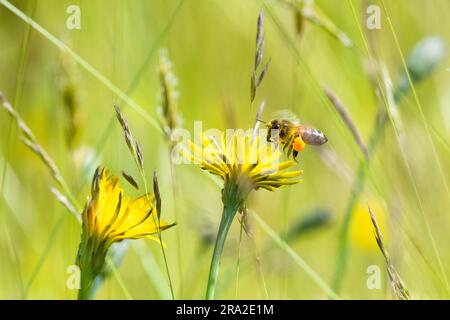 Honey bee collecting pollen from hawkbit flower in patch of grass that has been allowed to grow long in uk garden Stock Photo