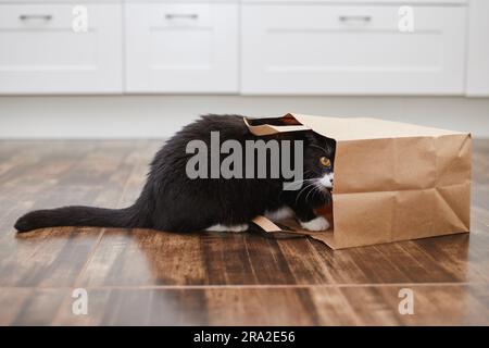 Domestic life with pet. Naughty cat guiltily looking from shopping bag. Curious cat alone at home kitchen. Stock Photo