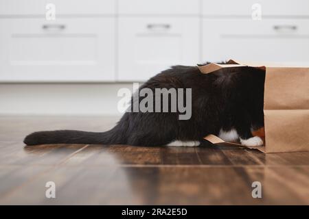 Domestic life with pet. Naughty cat looking into paper shopping bag. Curious cat alone at home kitchen. Stock Photo