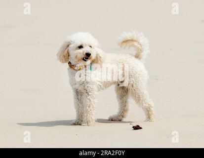 The Hague, Niederlande. 30th June, 2023. dog Mambo at the Zuiderstrand in Scheveningen (The Hague), on June 30, 2023, posing for the media during the annual photo session Credit: Albert Nieboer/Netherlands OUT/Point De Vue OUT/dpa/Alamy Live News Stock Photo