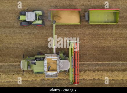30 June 2023, Brandenburg, Petersdorf: A farmer unloads winter barley from his combine into a trailer in a field in the Oder-Spree district of East Brandenburg, Germany (aerial view taken with a drone). Photo: Patrick Pleul/dpa Stock Photo