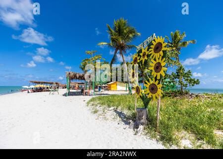 Brazil, Nordeste, Pernambuco, Coroa do Avião Island, place to relax on the beach Stock Photo