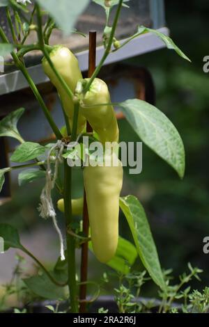 yellow hot Chili Stock Photo