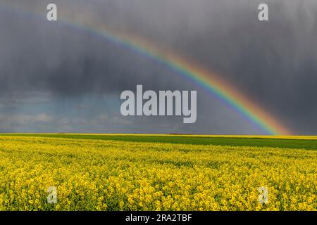 France, Somme, Baie de Somme, Ault, Storm Noa in Ault, a rainbow on the fields of rapeseed in flower after the passage of the rainstorm Stock Photo
