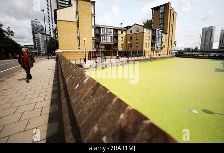 LONDON, June 30, 2023 (Xinhua) -- This photo taken on June 29, 2023 shows a section of the River Thames covered by floating duckweed in London, Britain. (Xinhua/Li Ying) Stock Photo