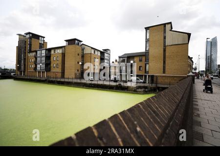 LONDON, June 30, 2023 (Xinhua) -- This photo taken on June 29, 2023 shows a section of the River Thames covered by floating duckweed in London, Britain. (Xinhua/Li Ying) Stock Photo