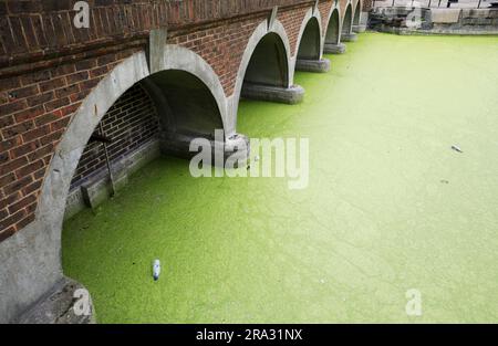 LONDON, June 30, 2023 (Xinhua) -- This photo taken on June 29, 2023 shows a section of the River Thames covered by floating duckweed in London, Britain. (Xinhua/Li Ying) Stock Photo