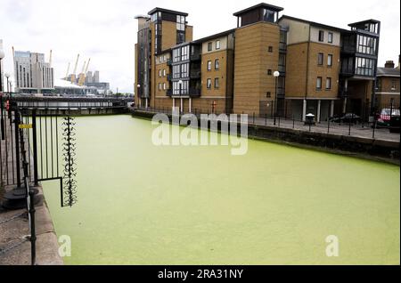 LONDON, June 30, 2023 (Xinhua) -- This photo taken on June 29, 2023 shows a section of the River Thames covered by floating duckweed in London, Britain. (Xinhua/Li Ying) Stock Photo