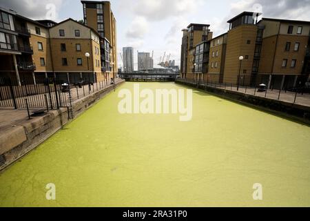 LONDON, June 30, 2023 (Xinhua) -- This photo taken on June 29, 2023 shows a section of the River Thames covered by floating duckweed in London, Britain. (Xinhua/Li Ying) Stock Photo