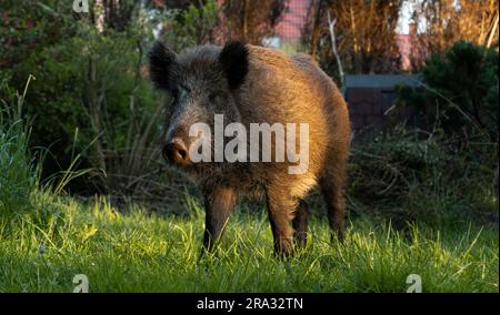 Wild boar. Sus scrofa, big wild swine or pig. Stock Photo