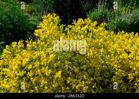 Yellow Genista lydia, Garden, Woadwaxen, Clump-forming, Lydian Broom Stock Photo