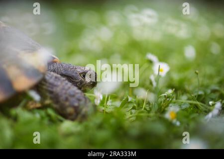 Turtle during slow walking in grass on back yard. Domestic life with pets. Stock Photo