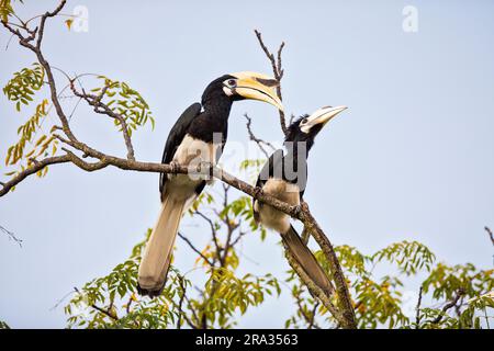 A pair of orientlal pied hornbills engage in courtship behaviour in a tree outside a house, Singapore Stock Photo