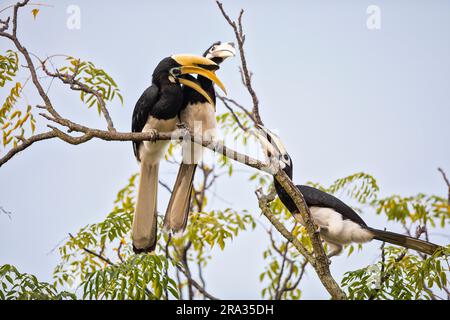 A pair of orientlal pied hornbills engage in courtship behaviour while another female intervenes, Singapore Stock Photo