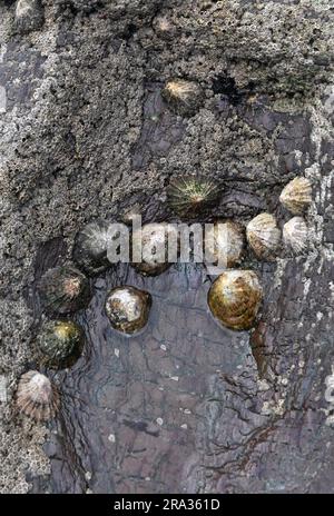 limpets in rockpool Stock Photo