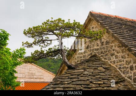 Brac Bonsai Tree, a  Dalmatian black pine growing out of the roof of the Church of Saints Michael, Peter and Paul in Nerezisca, Brac Island, Croatia Stock Photo