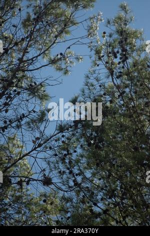 trees seen from below in the forest Stock Photo