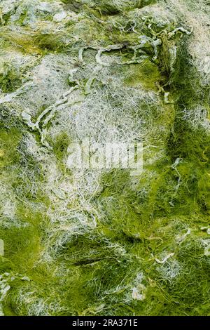 Mat Of Drying And Dried Seaweed And Algae, England UK Stock Photo