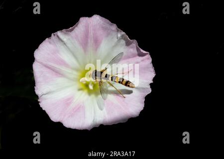 Sphaerophoria scripta insect on flower Stock Photo