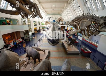 Natural History Museum in London, museum interior. The exhibit shows a large whale model hanging from the ceiling and hippos. Family-friendly museum. Stock Photo