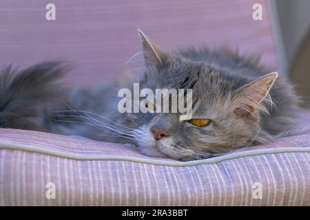 cat resting on cushion Stock Photo