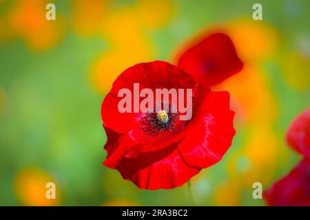 red poppy Stock Photo