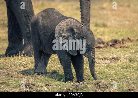 Baby African bush elephant stands crossing legs Stock Photo