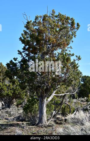 Utah juniper, Juniperus osteosperma, Grand Canyon, Grand Canyon National Park, Arizona, USA, North America Stock Photo