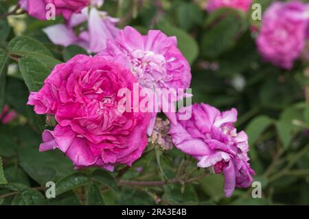 Double pink summer Gallica rose flowers of Rosa Surpasse Tout UK garden June Stock Photo