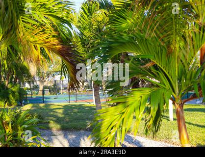 Tennis court and background of palm leaves on a windy , sunny summer day Stock Photo