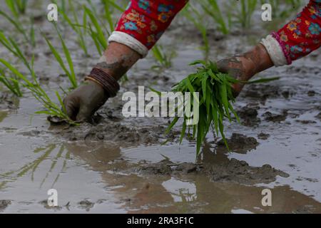 Kathmandu, Nepal. 30th June, 2023. On June 30, 2023, in Kathmandu ...