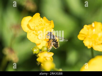 Batman Hoverfly (Myathropa florea) feeding on a buttercup Stock Photo