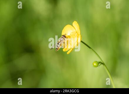 Hoverfly (Syrphus ribesii) feeding on a buttercup flower Stock Photo