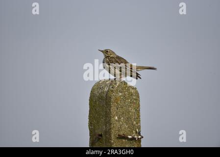 Meadow Pipit (Anthus pratensis) Perched on Top of a Stone Post Looking Skywards with a Sunlit Eye, against a Blue Sky Background, taken in the UK Stock Photo