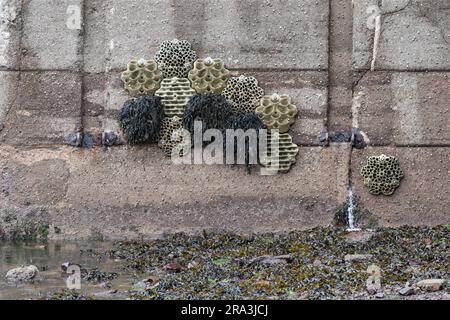 Living Seawall panels attached to harbour wall - installation by ...