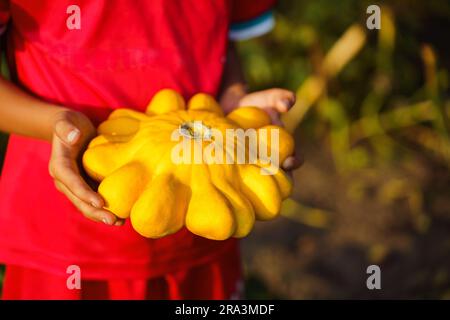 The boy holds in his hands a ripe yellow pattypan squash, picked in the garden of a village house Stock Photo