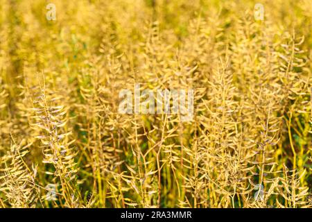 Mustard field. Mustard seeds also called Brassica napus are ripe for harvest Stock Photo