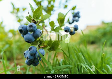 A branch of ripe blueberries on a bush Stock Photo