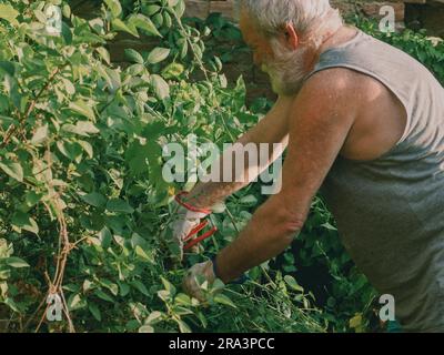 senior caucasian gardener pruning vines and trimming ivy, plants, branches and weeds on a garden wall in summertime. Cleaning the garden. Stock Photo