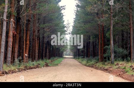 Photograph of a dirt road running through a Pine Forest in the Central Tablelands of New South Wales in Australia Stock Photo