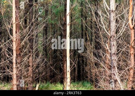 Photograph of bushfire affected trees in a Pine Forest in the Central Tablelands of New South Wales in Australia Stock Photo